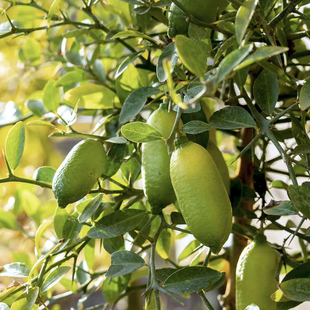 Rainforest Pearl Finger Lime Fruit Grow Your Own And Tangy Citrus Fruits Fruit Seeds