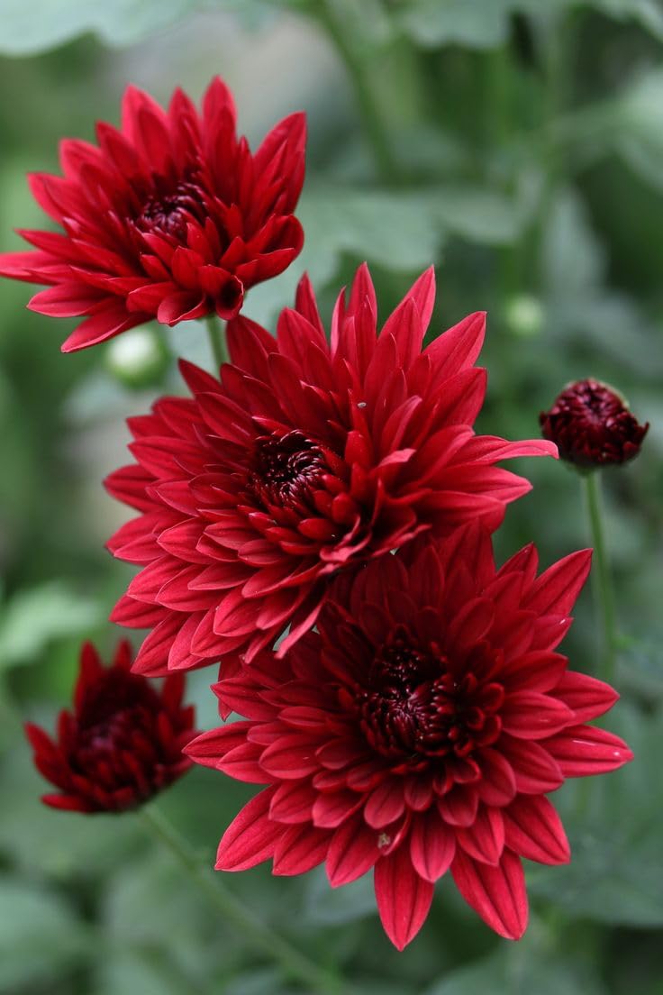 Red Giant Chrysanthemum Flower Seeds