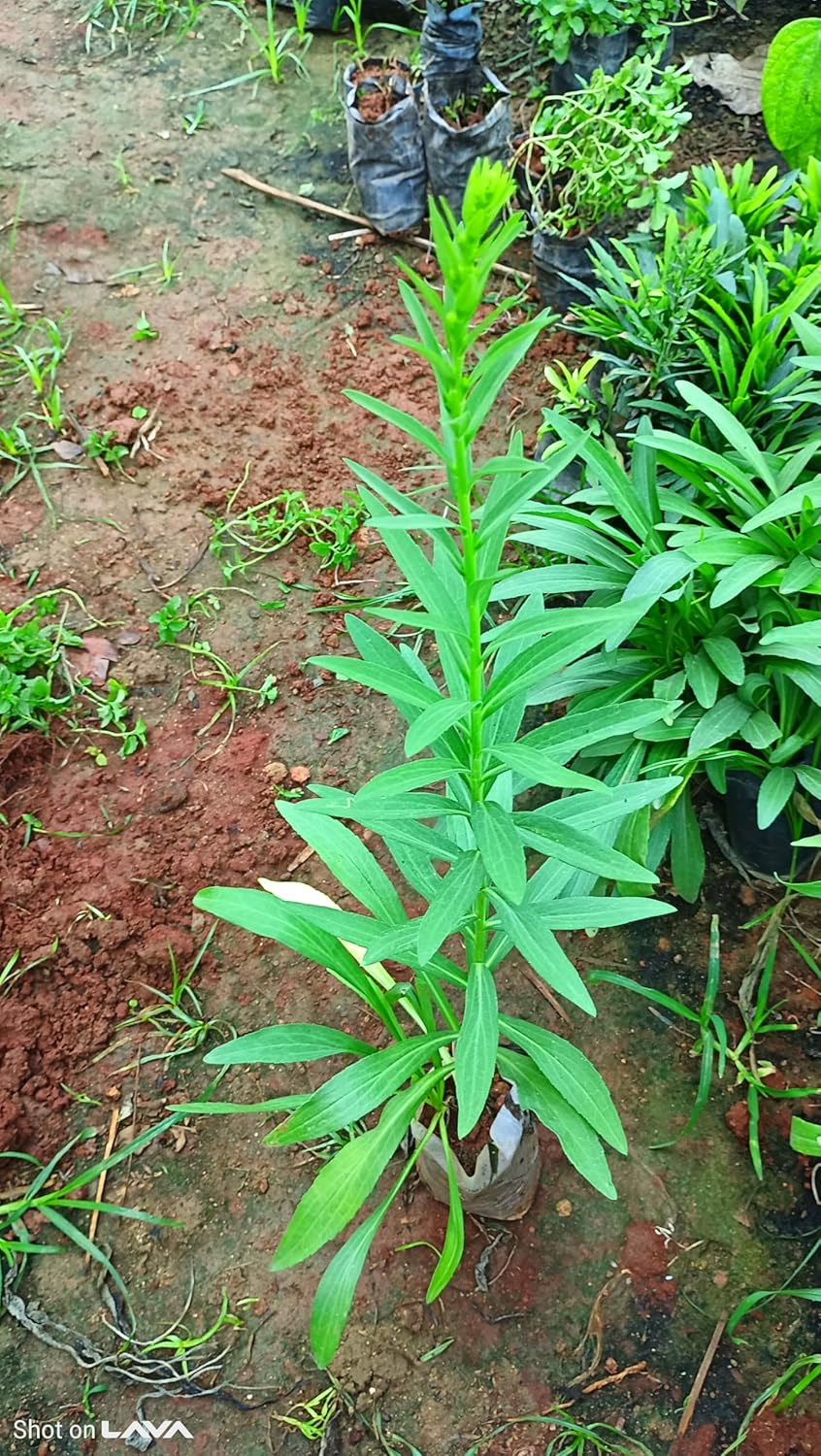 Yellow Solidago Flower Seeds - Heirloom Non GMO High Germination Flower Seeds for Home Garden Planting