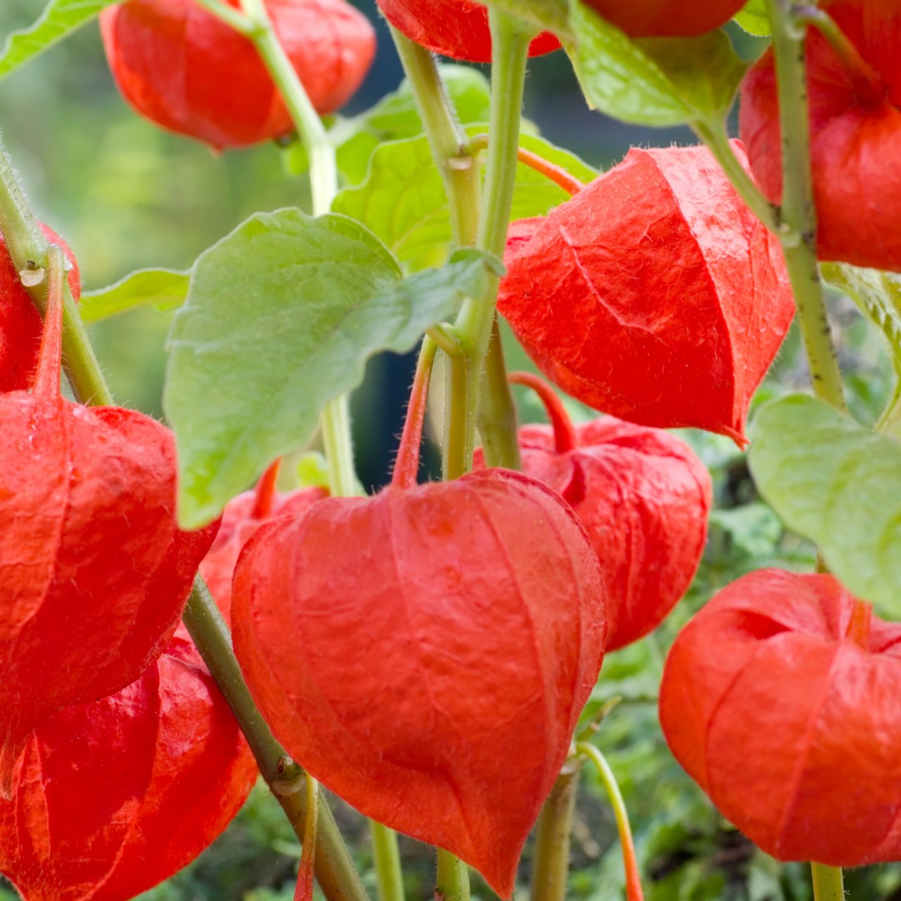 red physalis alkekengi fruit ideal for Fruit Seeds