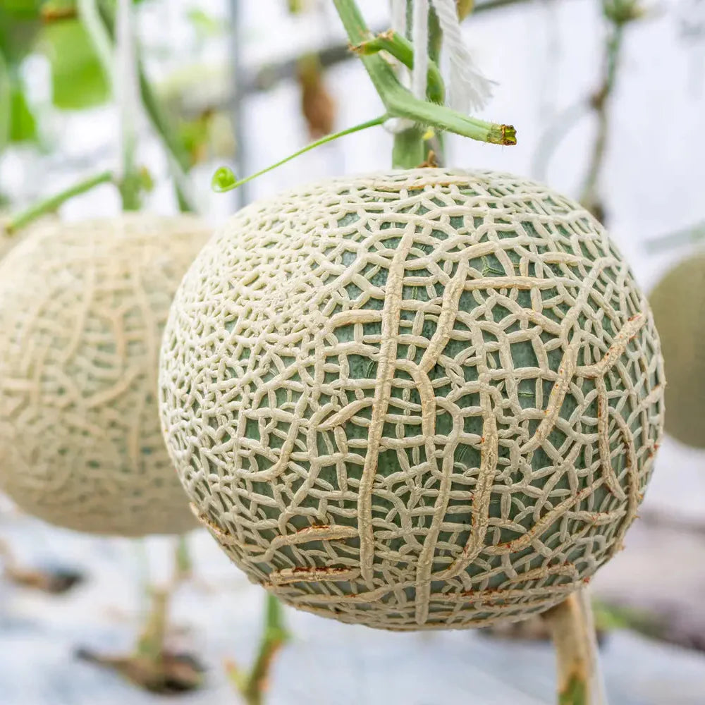 Melon Fruit Sweet And Refreshing Homegrown Melons Fruit Seeds
