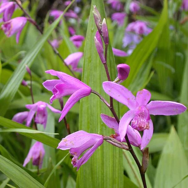 Bletilla Flower Seeds