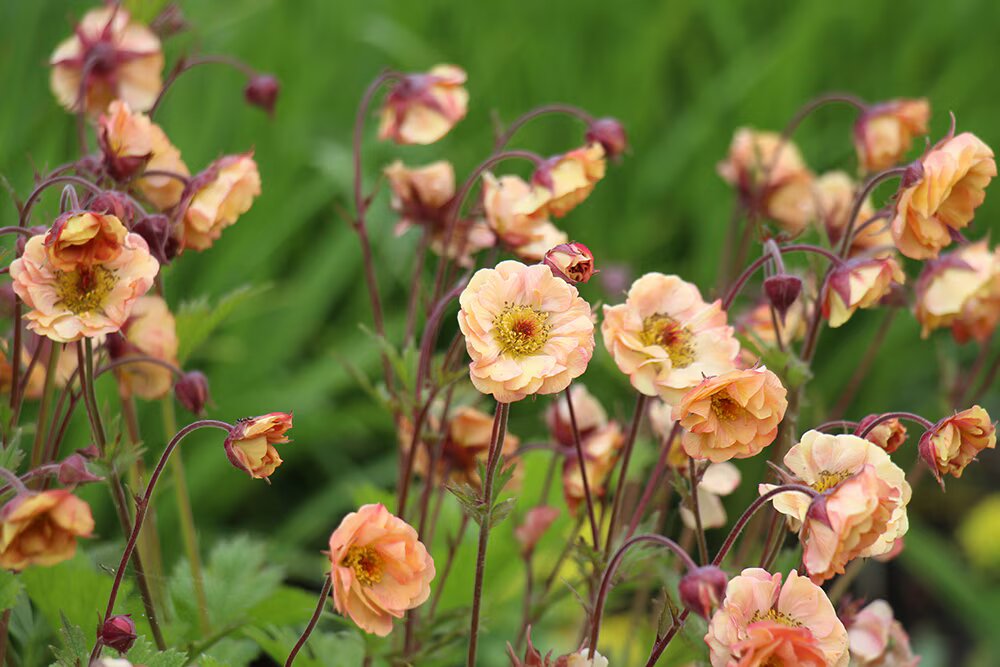 Geum Flower Seeds