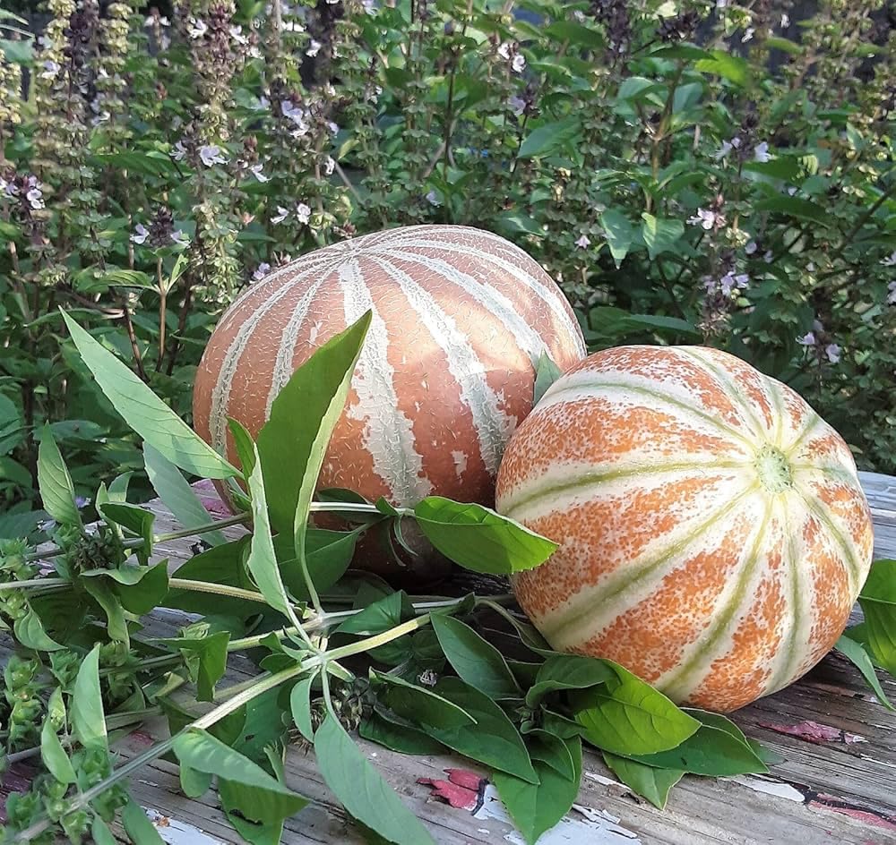 Kajari Melon Fruit Sweet And Variety Fruit Seeds