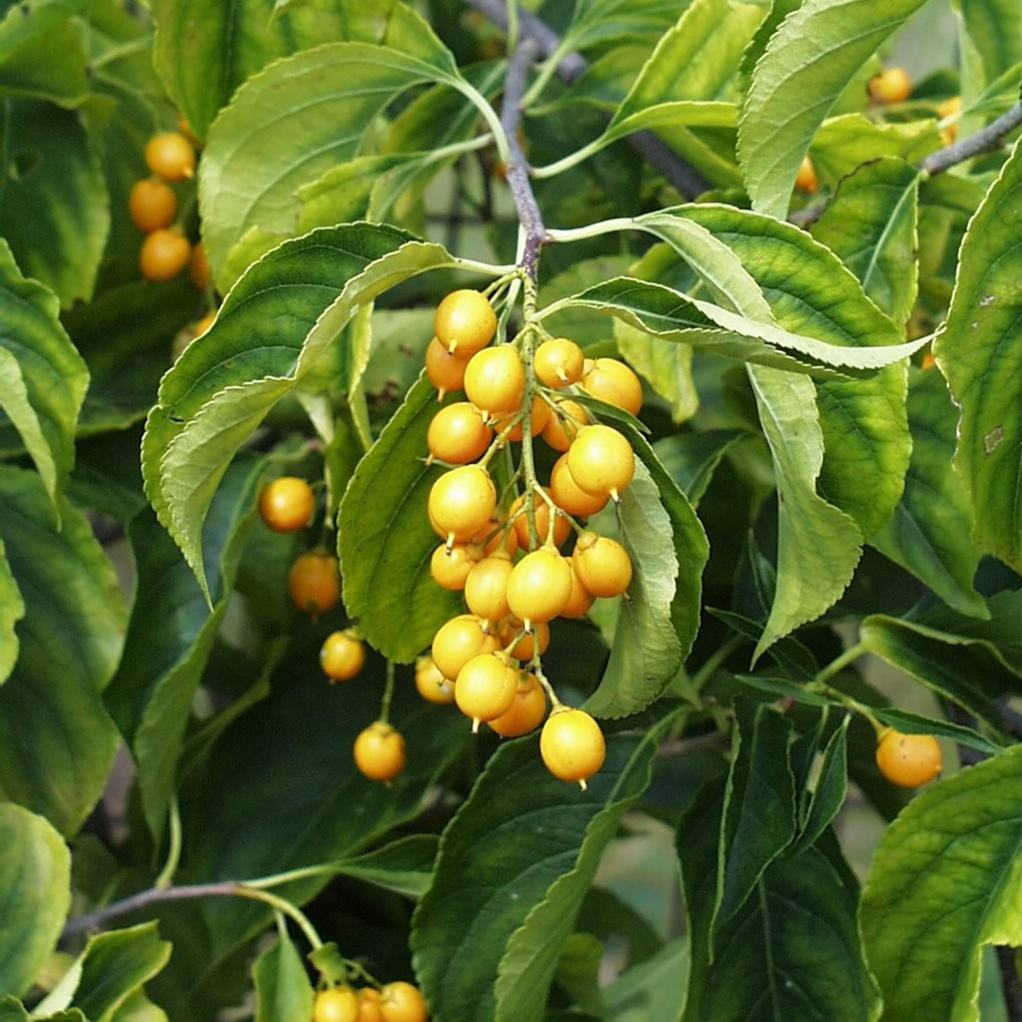 Celastrus Fruit Hardy And Ornamental Vines Fruit Seeds