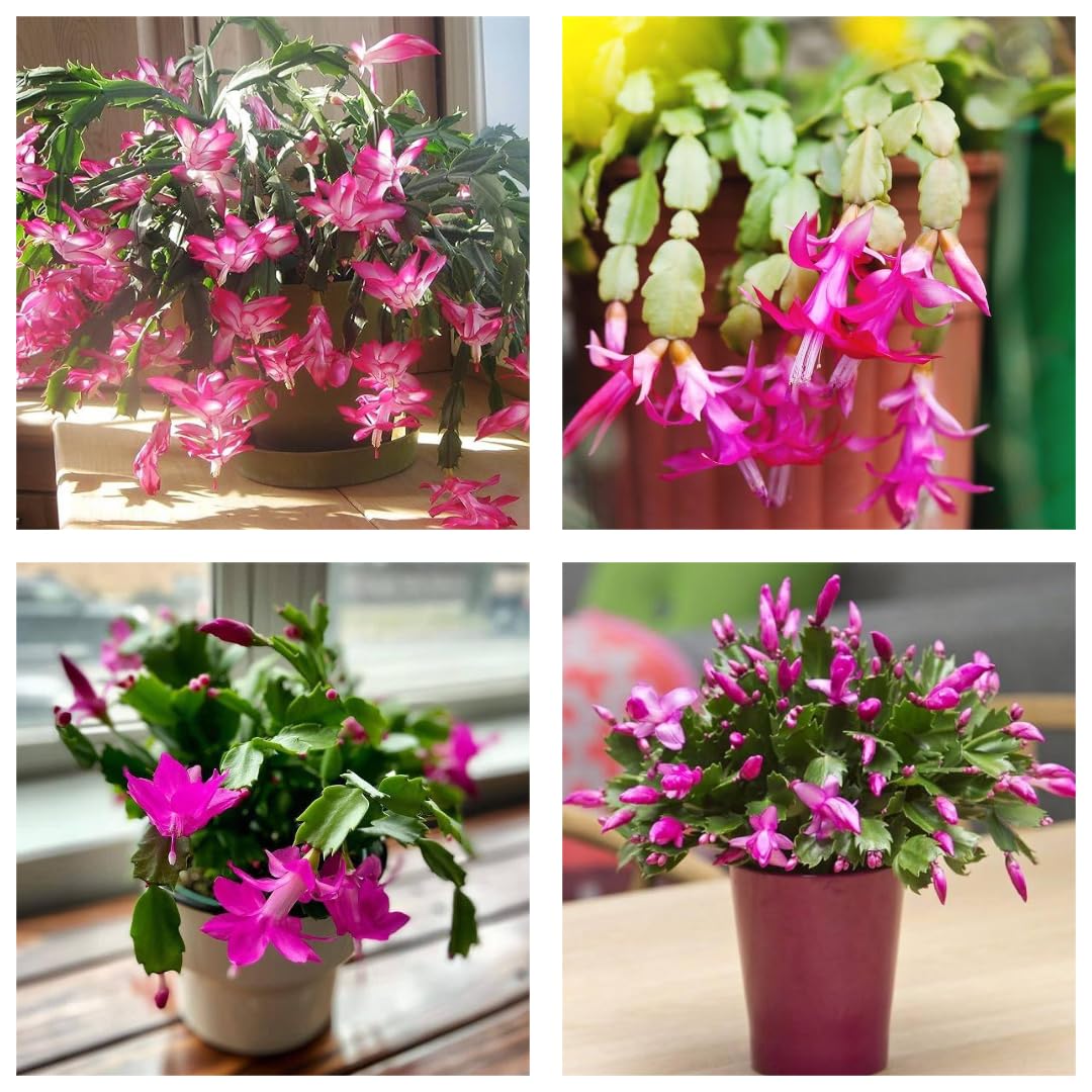 Pink Schlumbergera Flower Seeds
