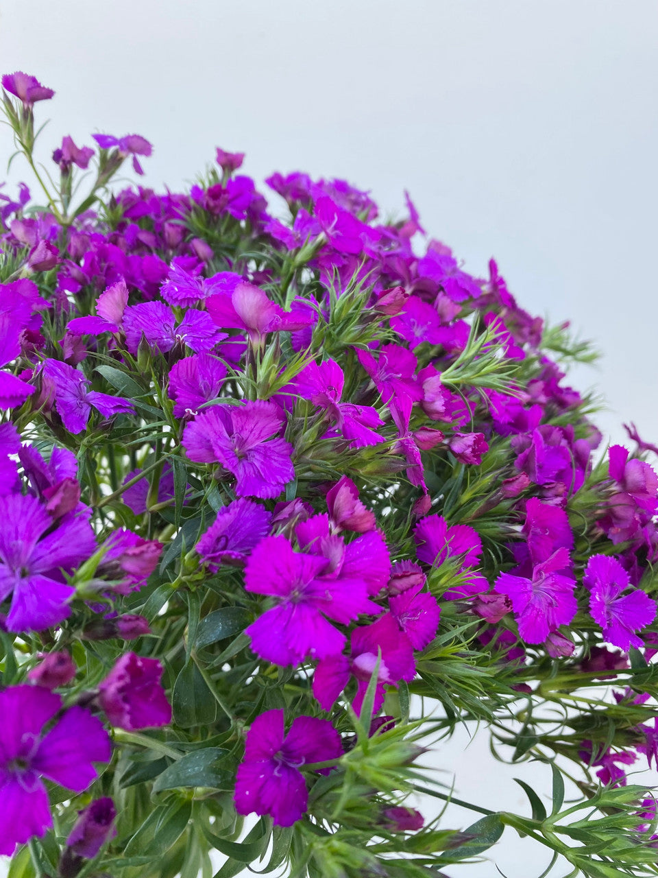 Dianthus Flower Seeds
