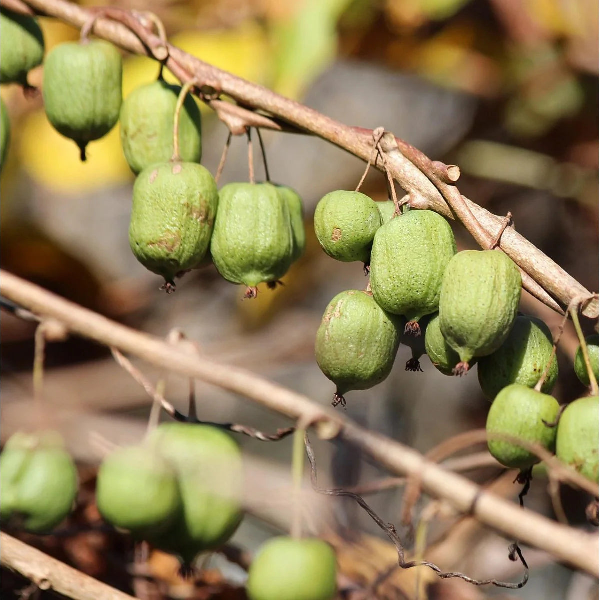 Actinidia Kolomikta Plant Hardy And Sweet Fruit Trees Fruit Seeds