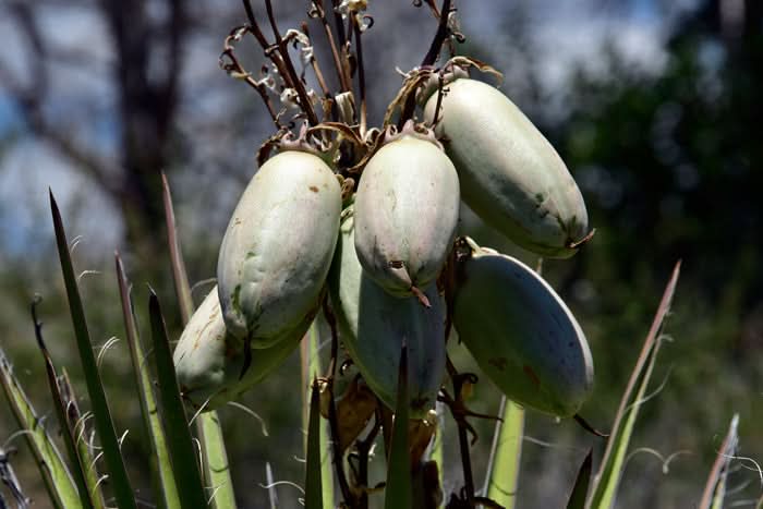 Banana Yucca Drought Tolerant Edible Fruit Seeds