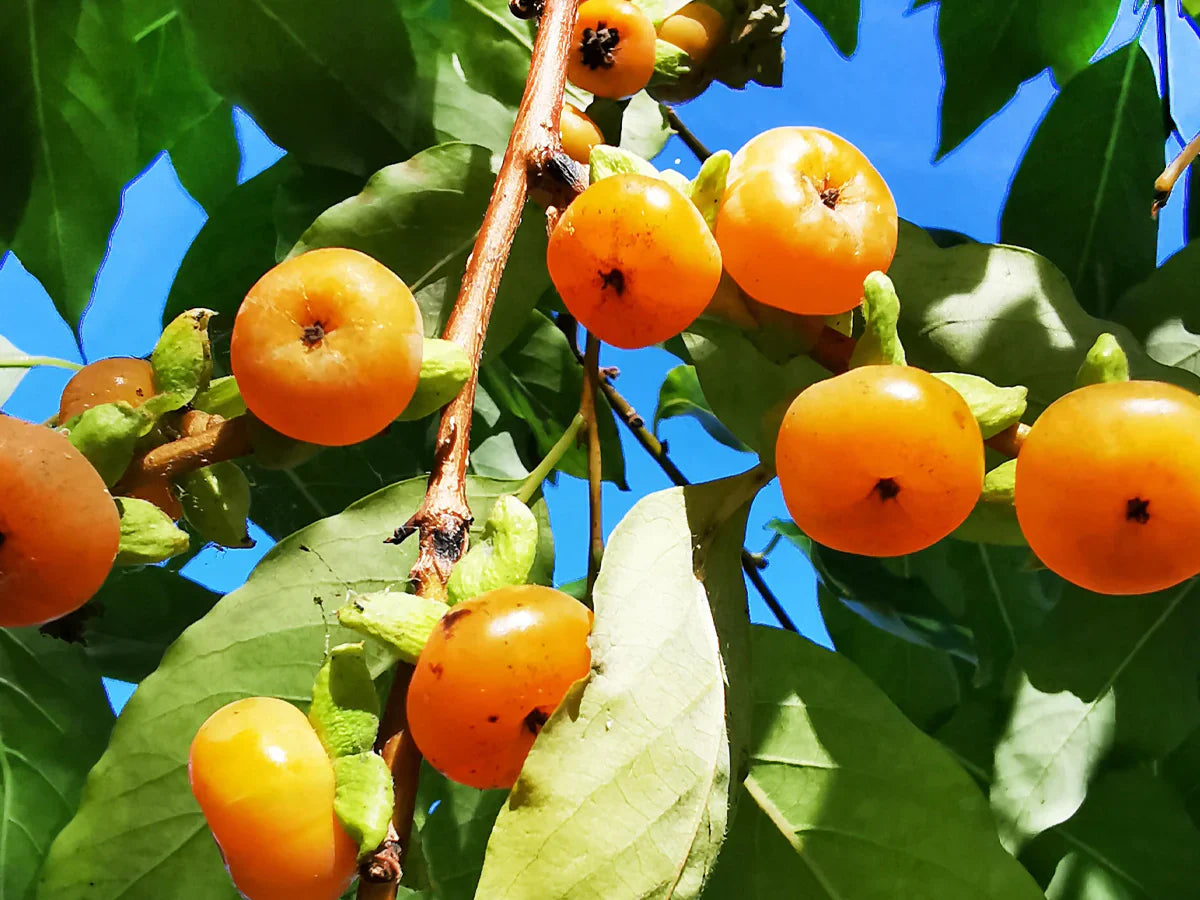 Date Plum Persimmon Fruit Tree And Cultivating Sweet Delicious Trees Fruit Seeds