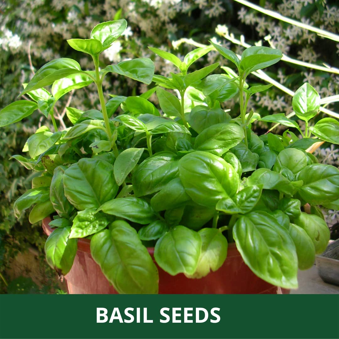 Basil Plant Seeds Green herb seeds - heirloom, natural growing garden seeds
