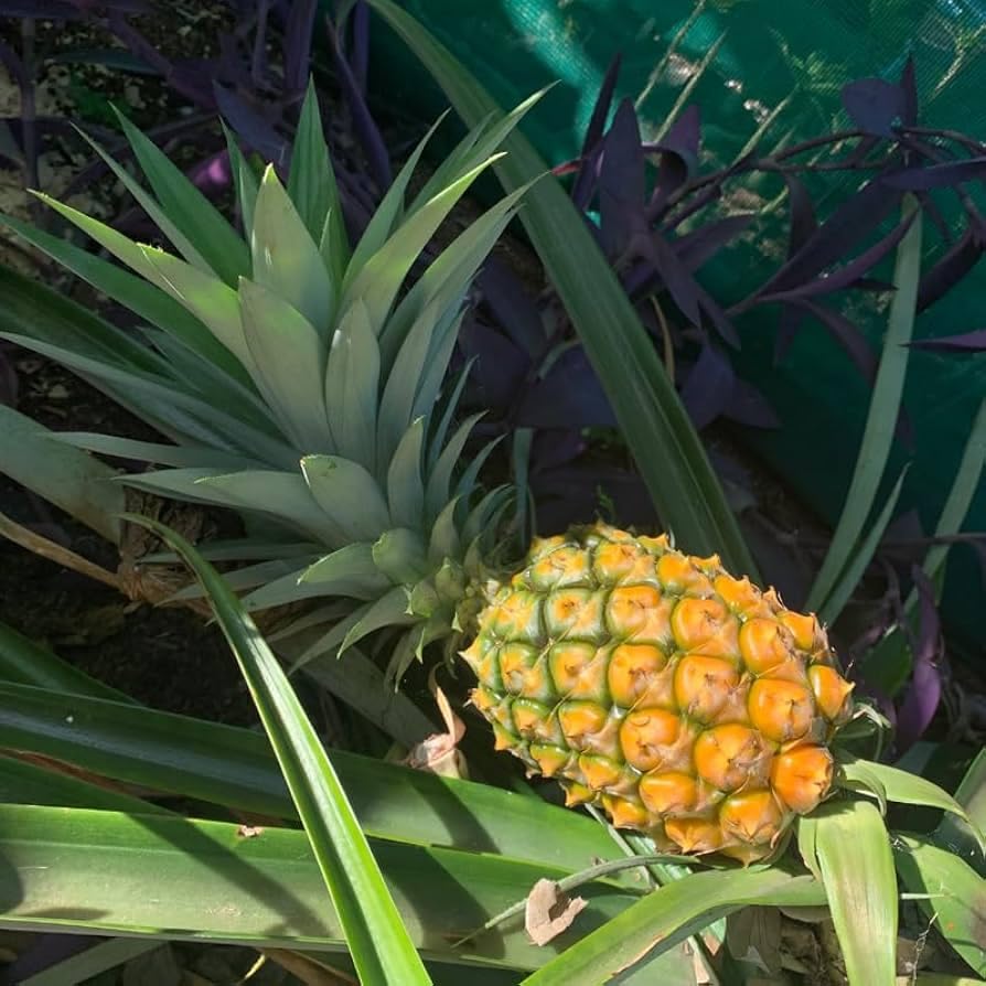 Orange Green Pineapple Perfect Eye Fruit Seeds