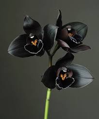 Black Phalaenopsis Flower Seeds - Heirloom Non GMO High Germination Organic Garden Seeds for
