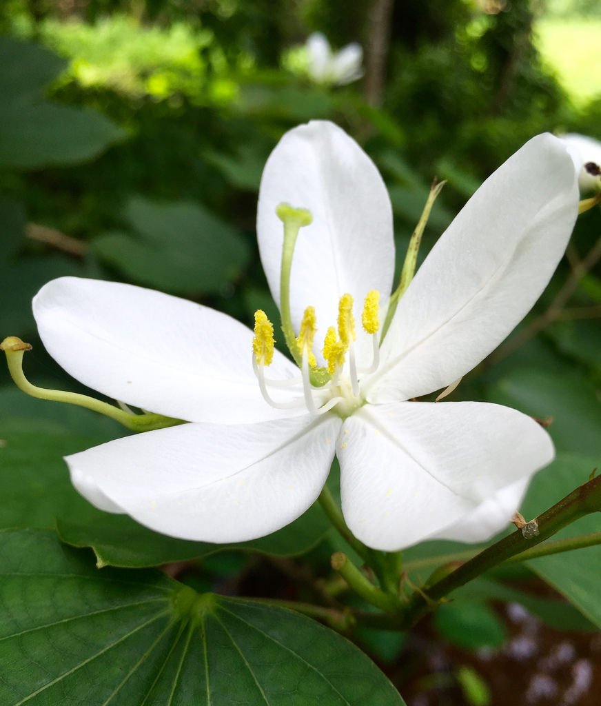 White Cress Flower Rare Blooming Plants for Planting Heirloom Non-GMO High Germination Organic Garden for Balcony and
