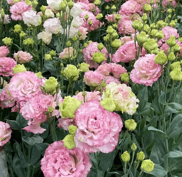 Eustoma Flower Seeds