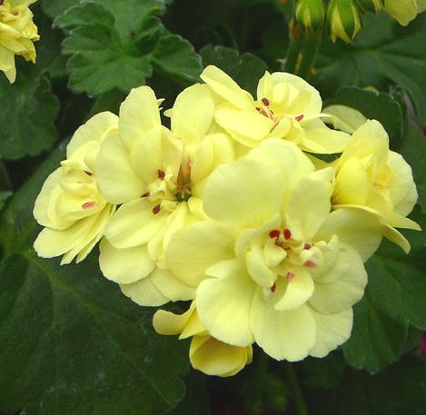 Yellow Geranium Flower Seeds – Exotic Flowering Plants for Vibrant Backyard Beauty - Heirloom Non GMO High Germination O
