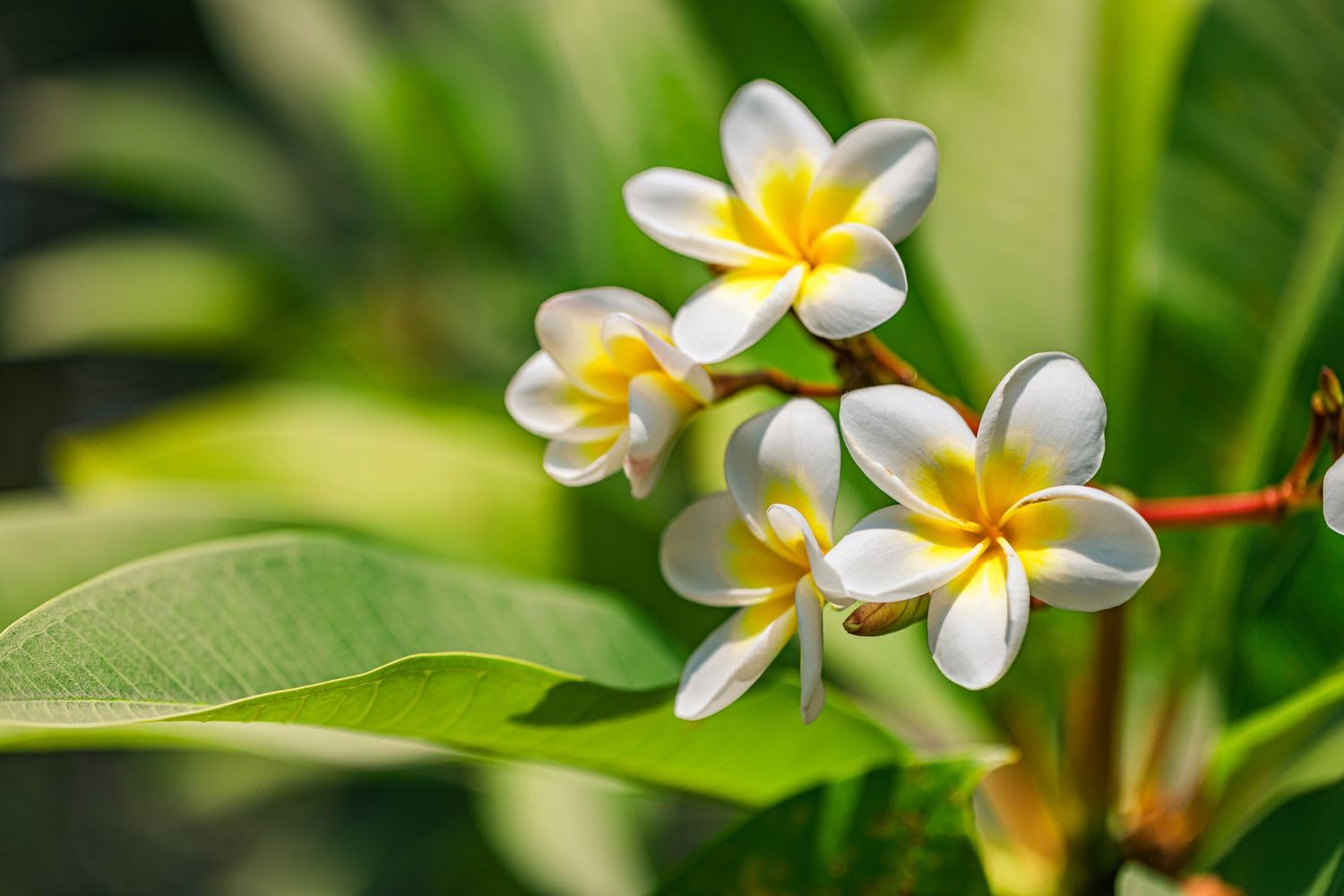 Green White Plumeria Flower Seeds - Heirloom Non GMO High Germination Flower Seeds for Home Garden Planting
