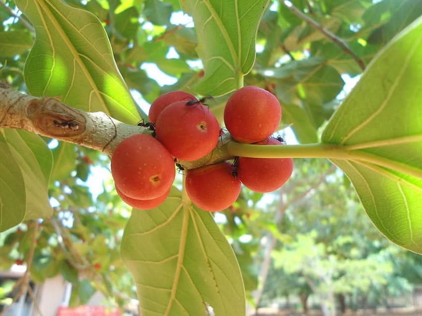 Banyan Tree Sacred Fig Bonsai Or For Sustainable Fruit Seeds