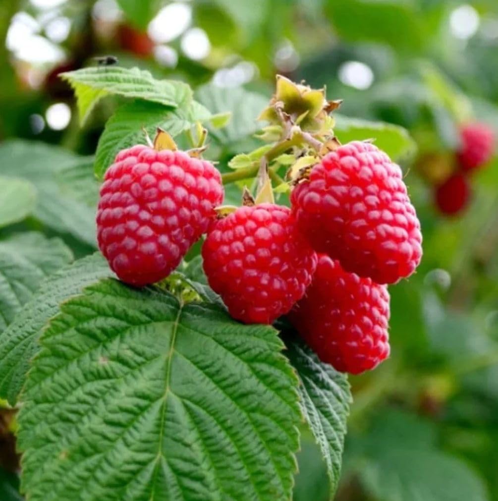 Salmonberry Fruit Sweet And Tangy Berries Fruit Seeds