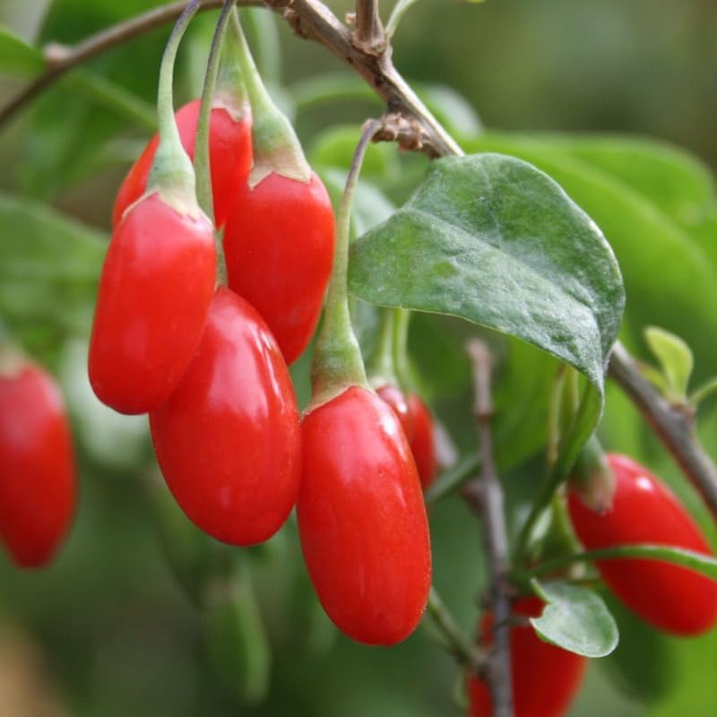 Lush Goji Berry Plant Perfect Fruit Seeds