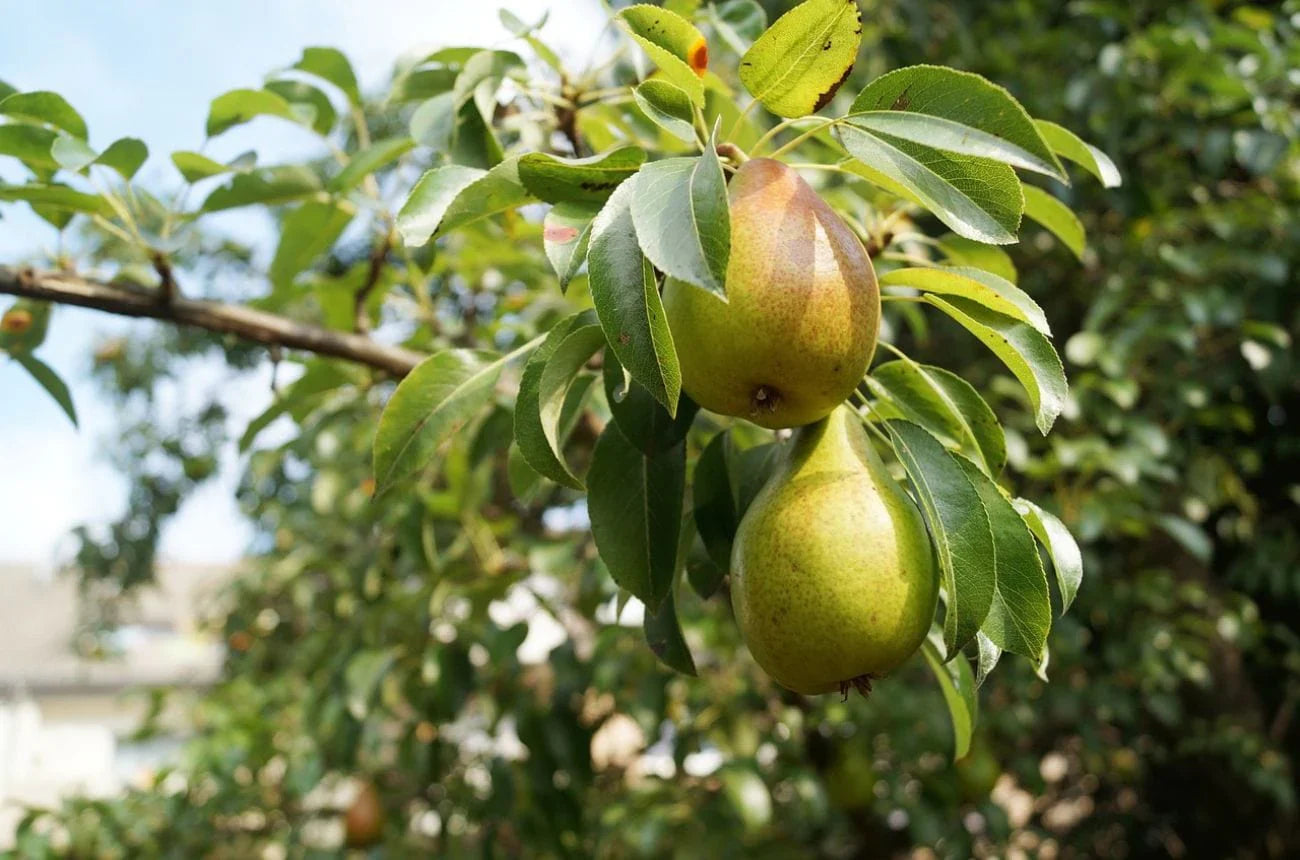 Duchess Pear Fruit Crisp And Juicy Trees In Your Fruit Seeds