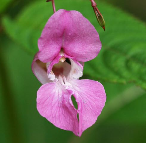 Pink glandulifera Flower Seeds