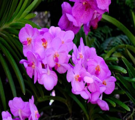 Phalaenopsis Orchid Flowers Seeds