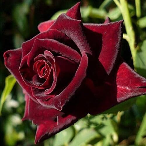 Red Baccara Rose Flower Seeds