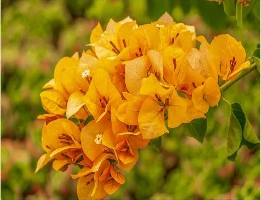 Yellow Giant Bougainvillea Flower Seeds