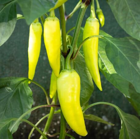 yellow pepper vegetable seeds