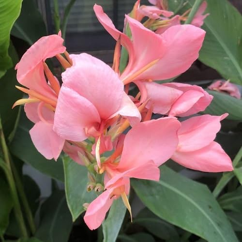 Pink Canna Lily Flower Seeds