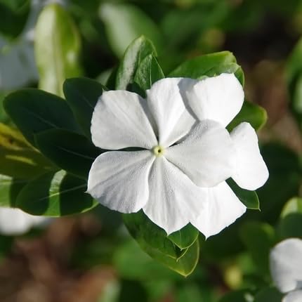 White Vinca Flower Seeds