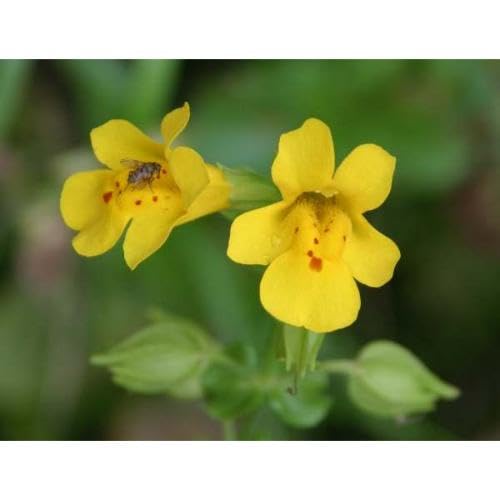 Yellow Mimulus Flower Seeds