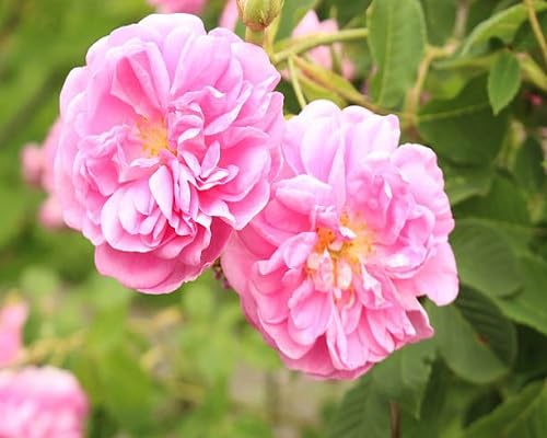 Pink Giant Perennial Rose Flower Seeds