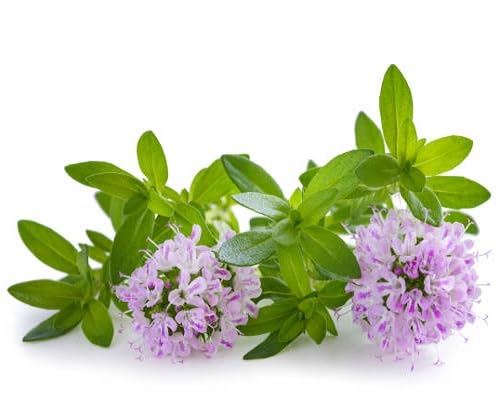 Perennia Thyme Flower Seeds