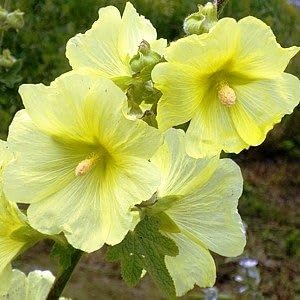 Yellow Hollyhock Flower Seeds