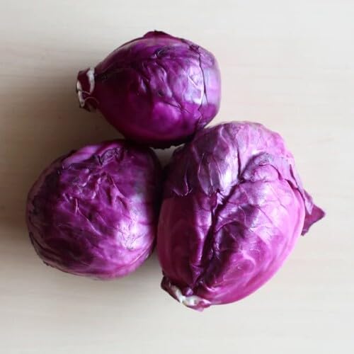 Red Cabbage vegetable seeds - Heirloom, Organic, Non Gmo Garden Seeds for kitchen garden planting