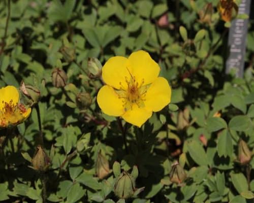 Yellow Potentilla Flowers Seeds