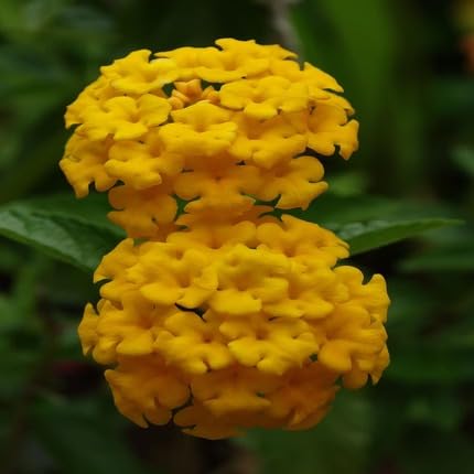 Yellow Verbena Flower Seeds