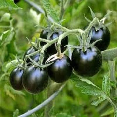 Black Tomato vegetable seeds - Heirloom, Organic, Non Gmo Garden Seeds for kitchen garden planting