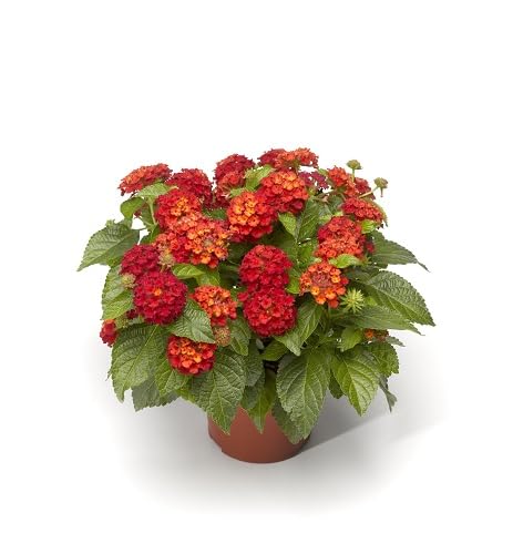 Red Lantana Flower Seeds