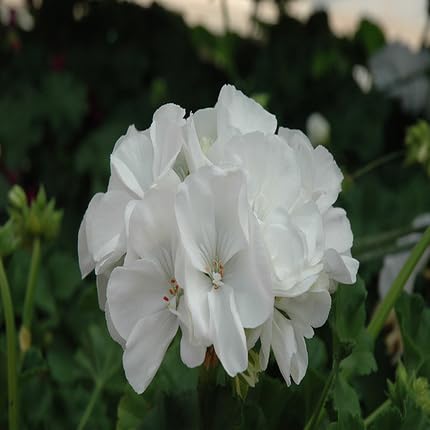 White Pelargonium sidoides Flower Seeds