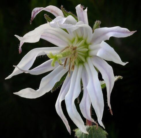 white michauxia flower seeds