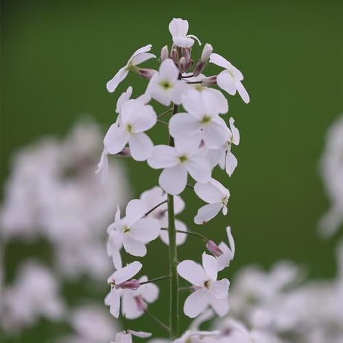 Hesperis matronalis Flower Seeds