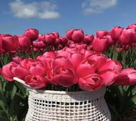 Red Tulip Flower Seeds