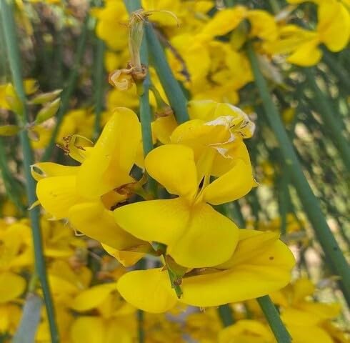 Yellow Retama Flower Seeds