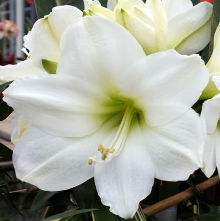 White Crinum Flower Seeds