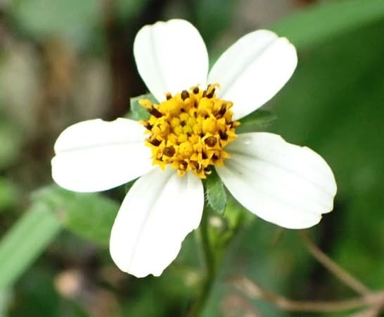 Bidens pilosa Flower Seeds