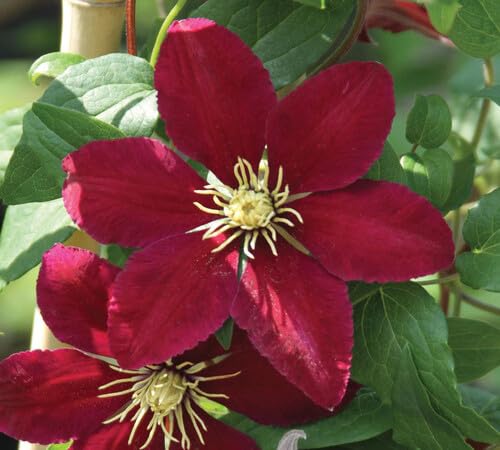 blooming clematis flower seeds