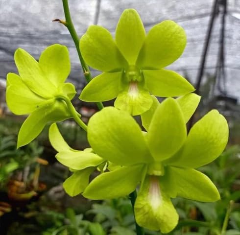 Green Orchid Flower Seeds